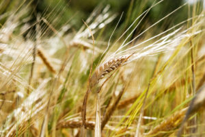 A wheat background with a single head of wheat isolated against a bokeh background